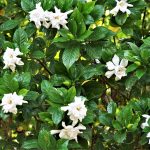 List Of Different Gardenia Varieties | Lovetoknow