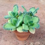 Live Kalanchoe Daigremontiana Mother Of Thousands Office – Etsy In
