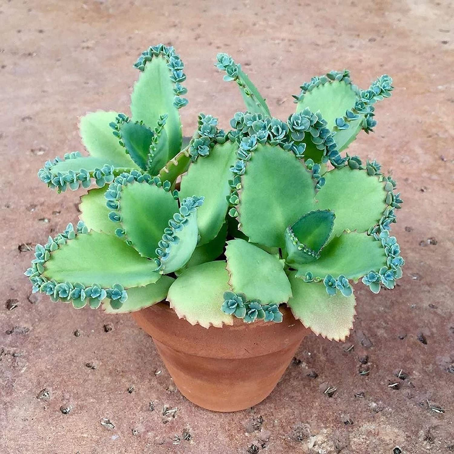 Live Kalanchoe Daigremontiana Mother Of Thousands Office - Etsy In
