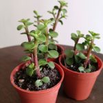 (Live Plant) Portulacaria Afra / Jade Plant / 金枝玉叶