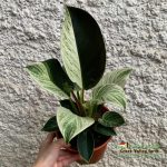 Live Plant] Variegated Philodendron Birkin – Creek Valley Farm