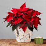 Live Red Poinsettia In A White Birch Planter | Plants