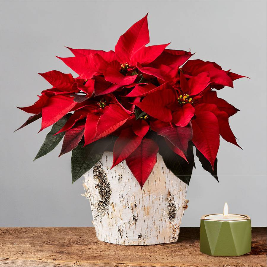 Live Red Poinsettia In A White Birch Planter | Plants