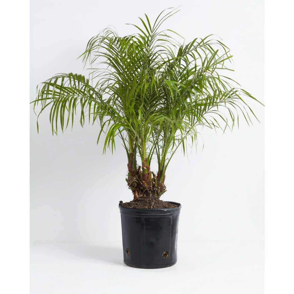 Lively Root 10 In. Pygmy Date Palm (Phoenix Roebelenii) Plant
