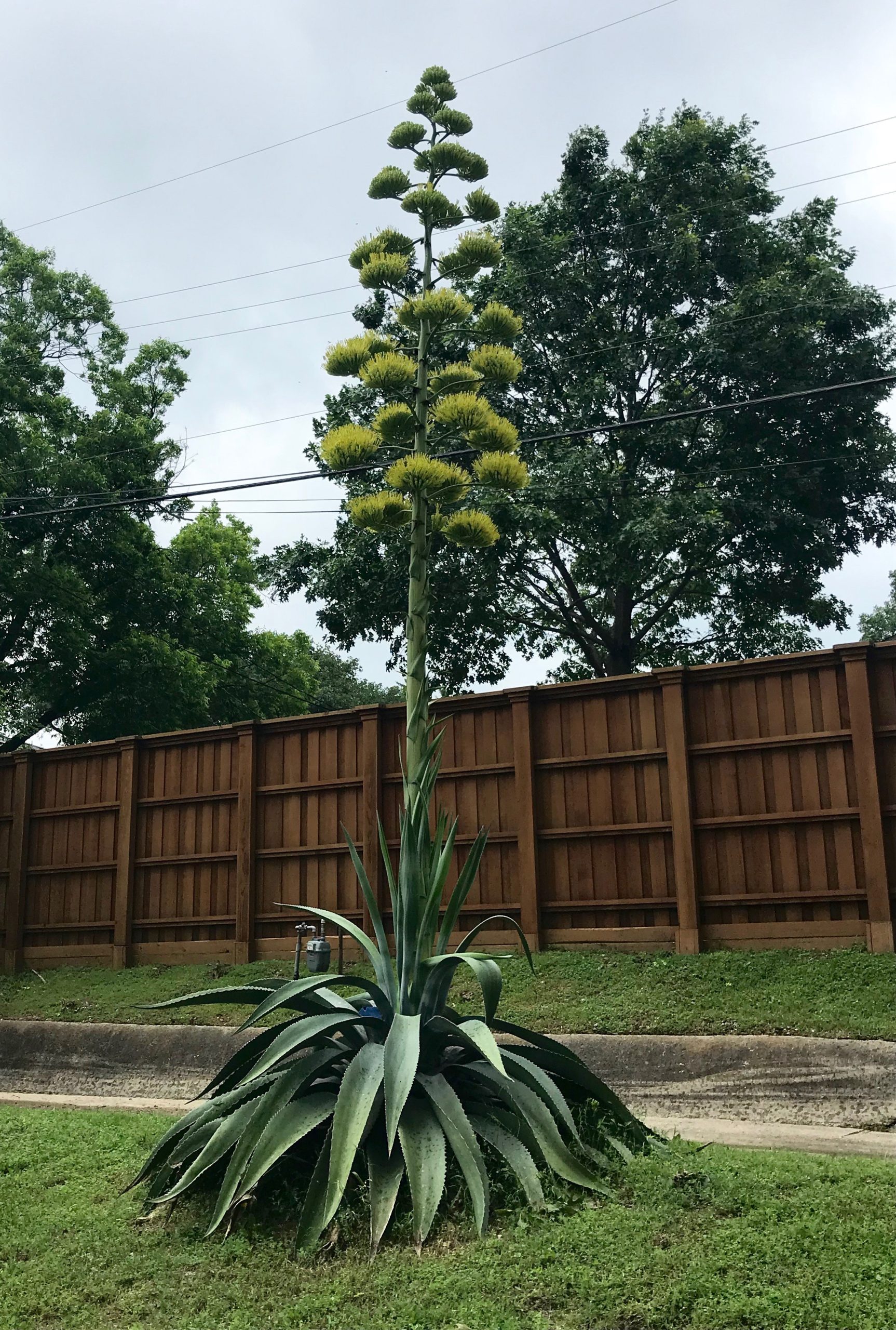 Look: Rare 'Century Plant' In Bloom In Lakewood - Lakewood/East Dallas