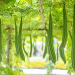 Luffa Gourd Plant – Tips For Growing Luffa Plants