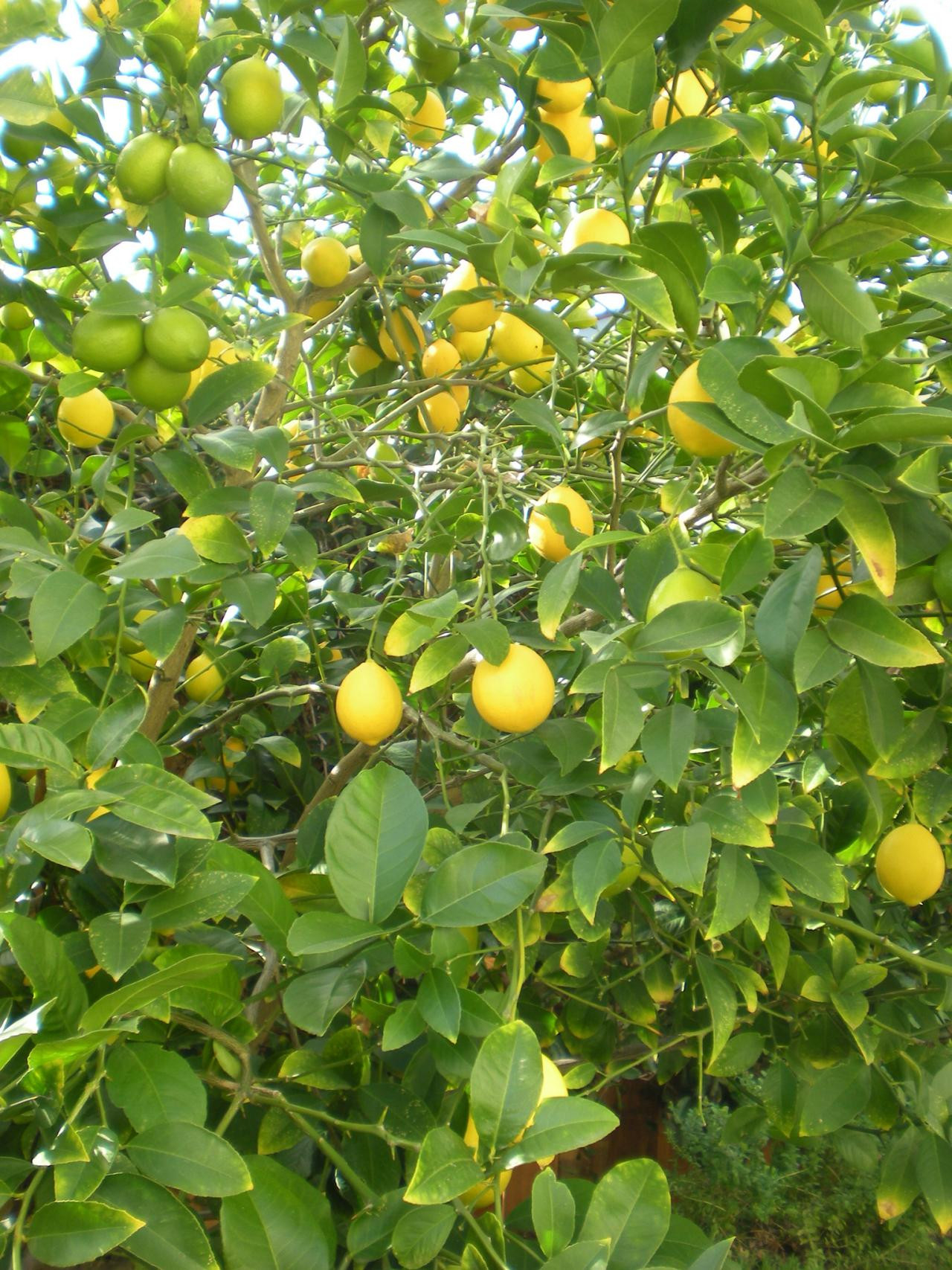 Main Squeeze: Growing Citrus Trees | Hgtv