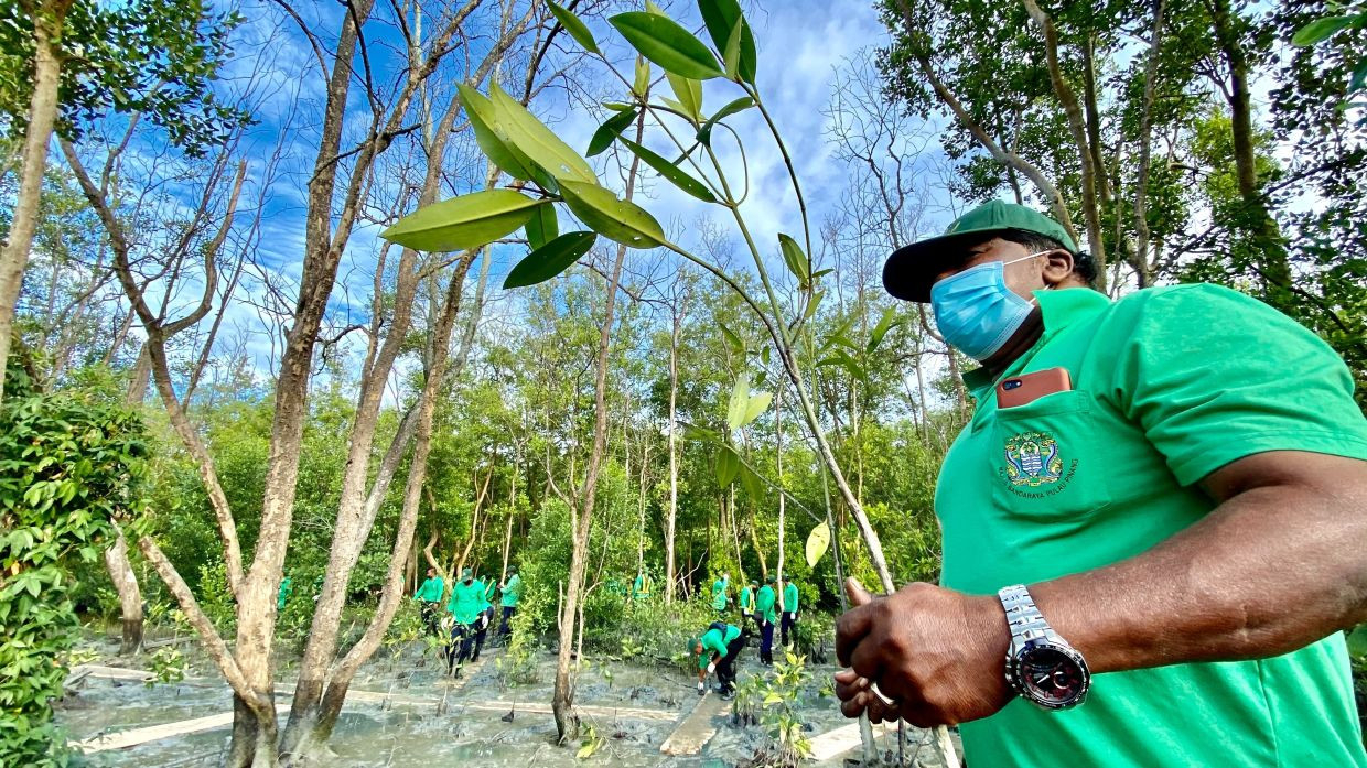Malaysia Plans To Plant 100 Million Trees In Five Years | The Star
