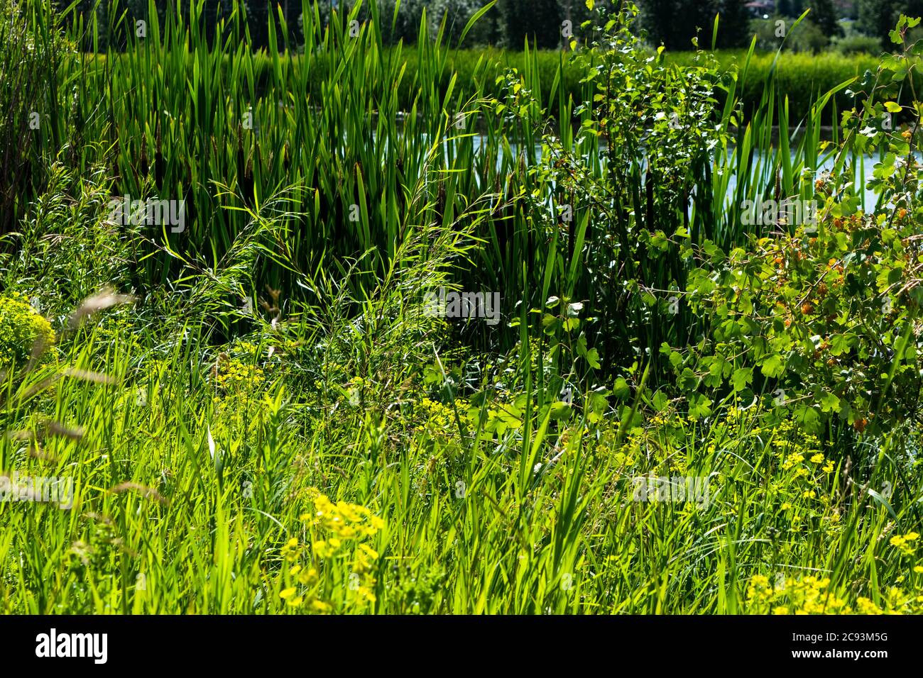 Marsh Plants Waters Edge Hi Res Stock Photography And Images – Alamy