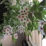 Mary'S Hoya Bella | Hangplant, Planten, Hoya Planten