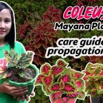 Mayana Care Tips & Easy Way To Propagate | How To Propagate Mayana Plants  (Coleus Plant Care)