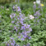 Meadow View Growers | How To Grow Catmint Nepeta