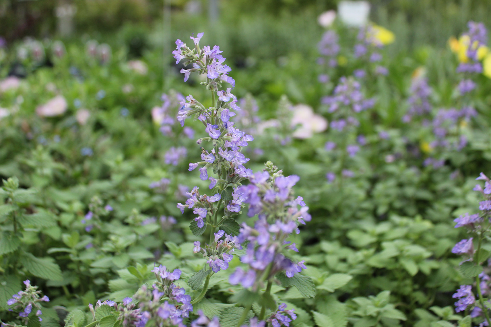Meadow View Growers | How To Grow Catmint Nepeta