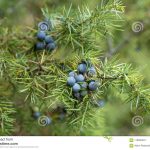 Medicinal Plant – Juniperus Communis Stock Image – Image Of