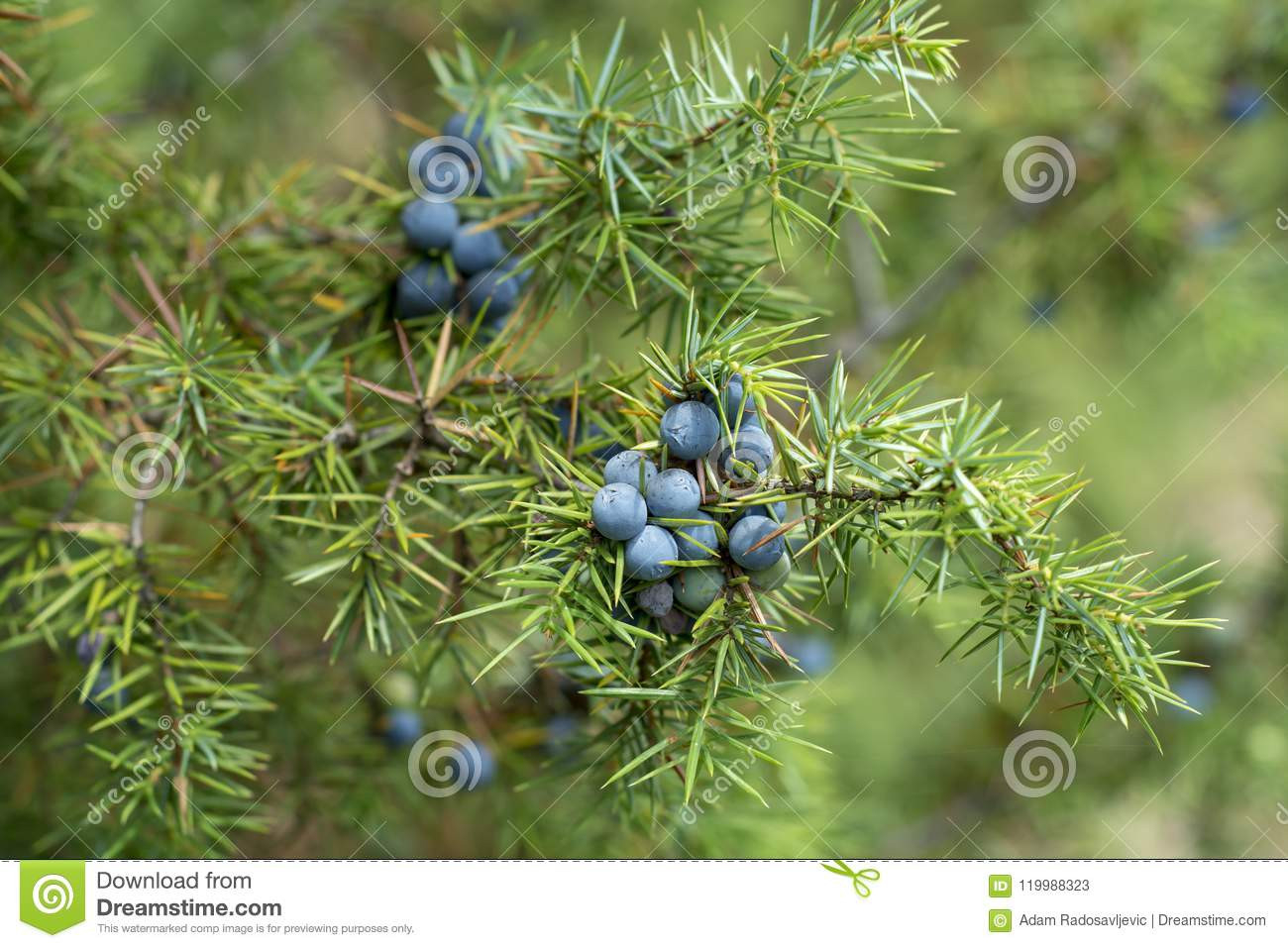 Medicinal Plant - Juniperus Communis Stock Image - Image Of