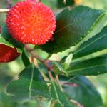 Meet The Strawberry Tree