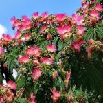 Mimosa Tree: 3 Benefits Of Growing Mimosa Trees – 2022 – Masterclass