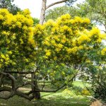 Mimosa Tree – Pros & Cons For Growing | Horticulture.co.uk