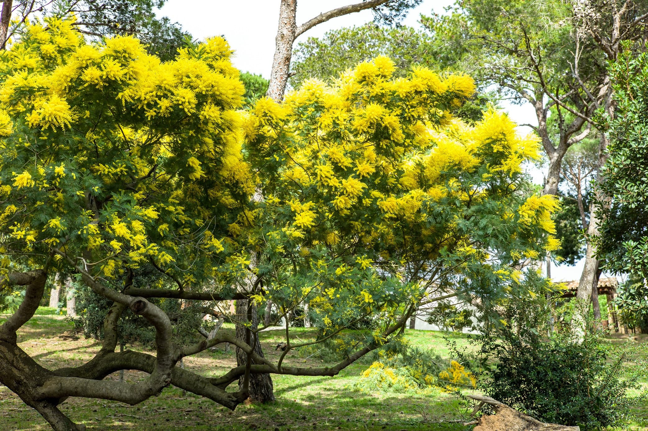 Mimosa Tree – Pros & Cons For Growing | Horticulture.co.uk