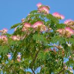 Mimosa Tree Transplanting – Tips On Transplanting A Mimosa Tree In