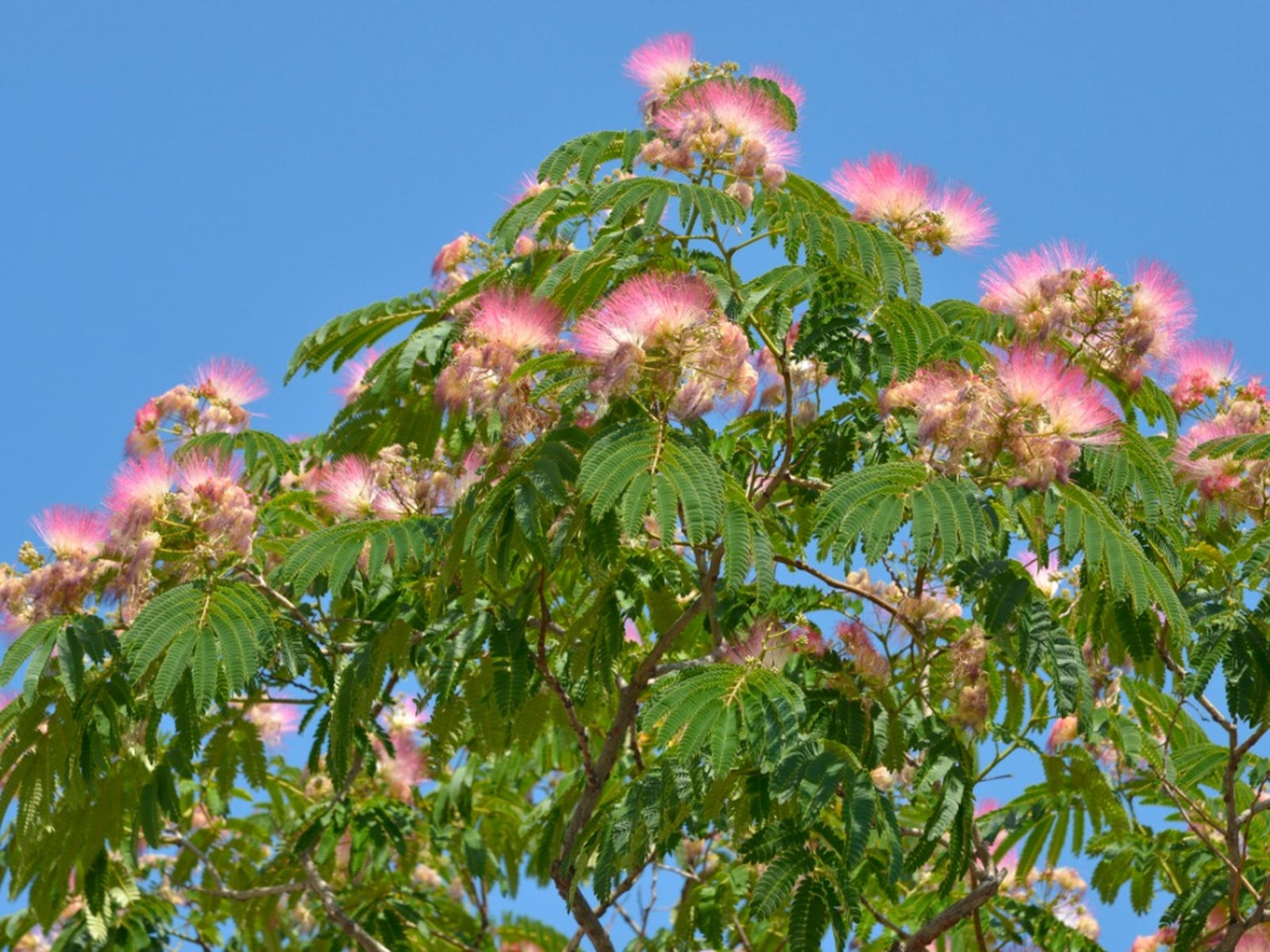 Mimosa Tree Transplanting – Tips On Transplanting A Mimosa Tree In