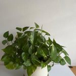 Money Plant With Flower Pot & Saucer, Everything Else, Others On