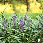 Monkey Grass Uses And How To Grow And Care For Liriope | Hgtv