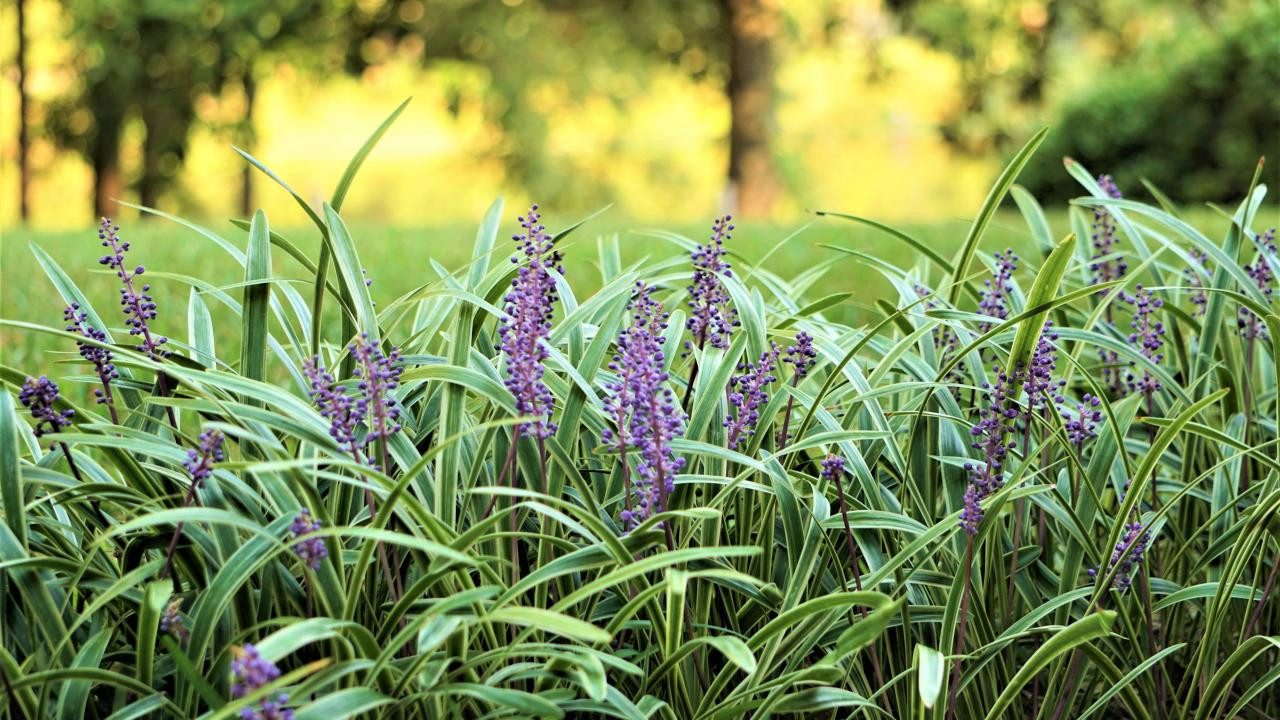 Monkey Grass Uses And How To Grow And Care For Liriope | Hgtv