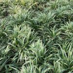 Monkey Grass Uses And How To Grow And Care For Liriope | Hgtv