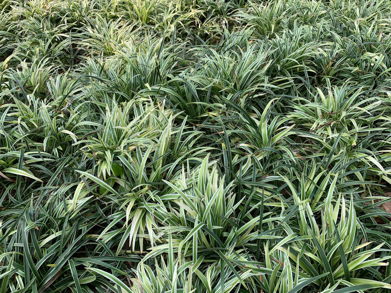 Monkey Grass Uses And How To Grow And Care For Liriope | Hgtv