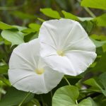 Moonflower (Ipomoea Alba) Flower, Leaf, Care, Uses – Picturethis