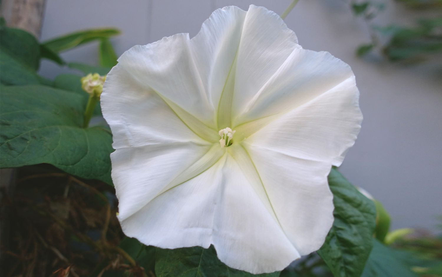 Moonflower Vine Blooms At Night For A Magical Garden After Dark
