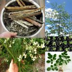Moringa Oleifera Miracle Drumstick Tree Seeds