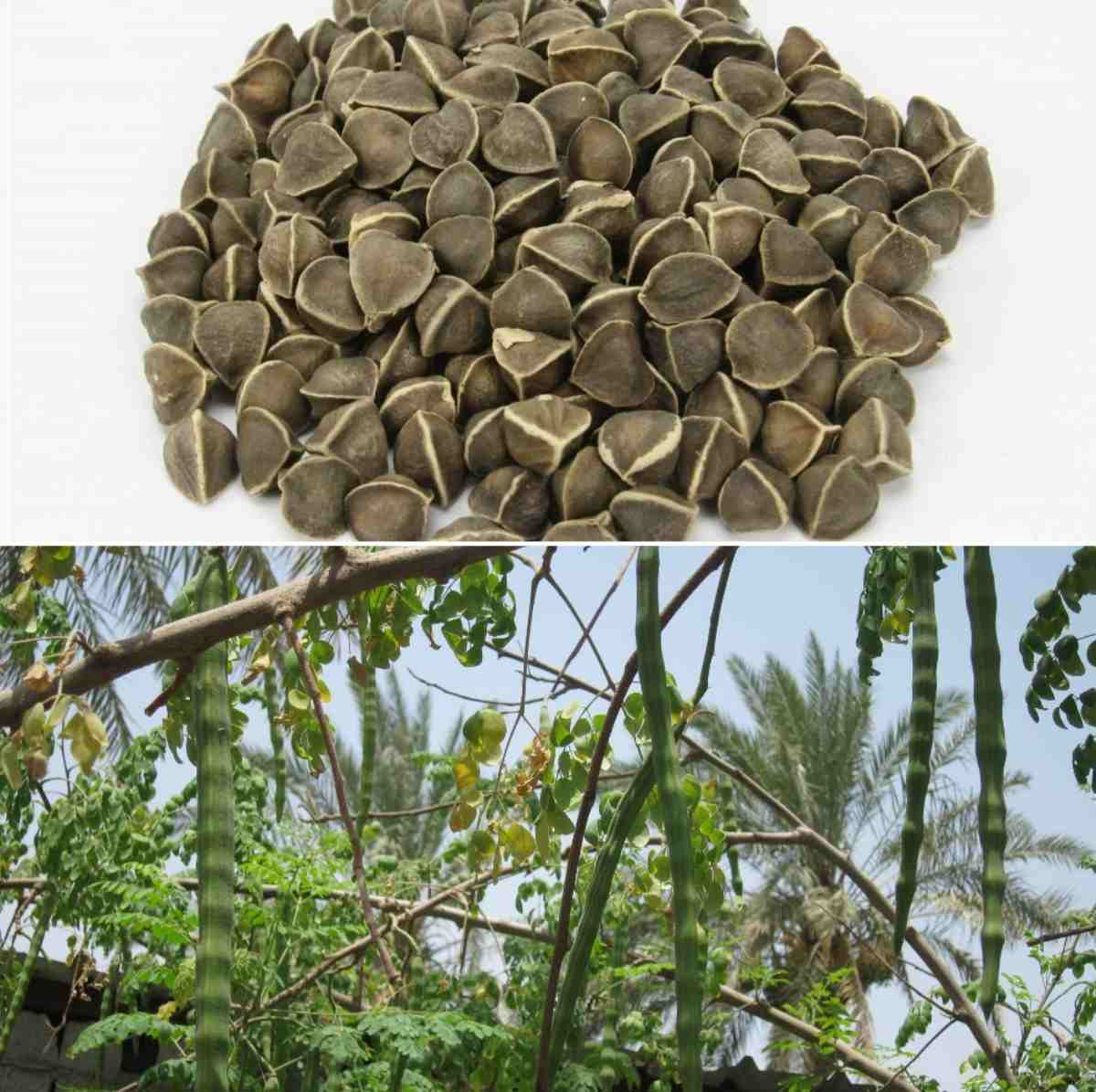 Moringa Seed Germination Procedure, Spacing, Yield | Agri Farming