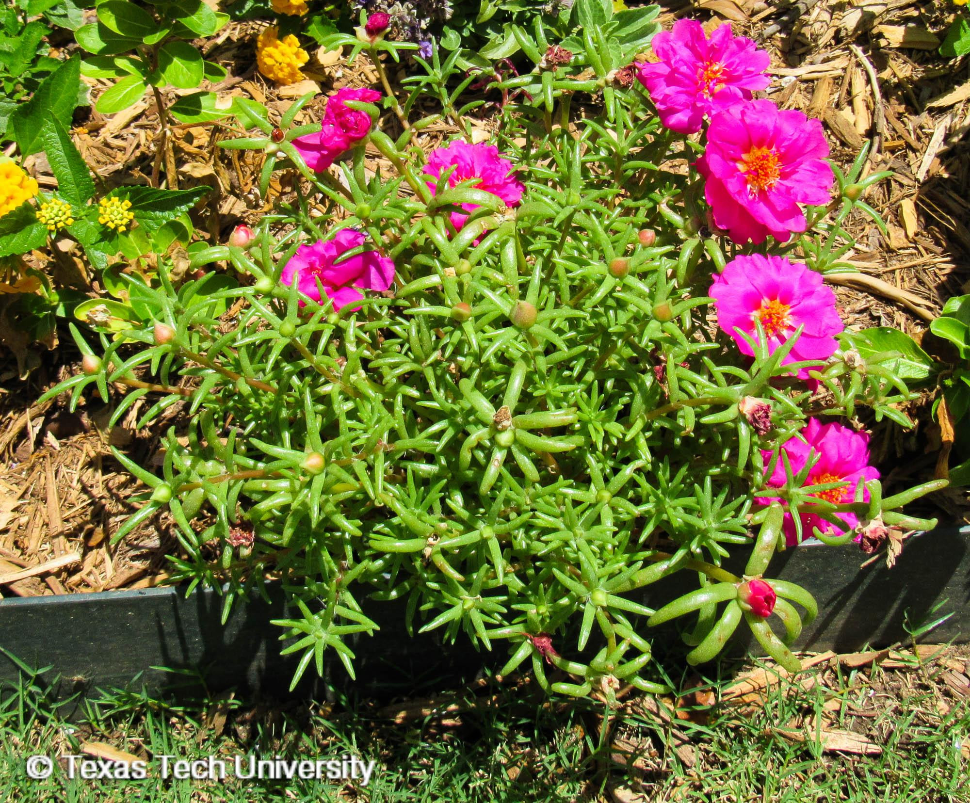 Moss Rose, Common Portulaca | Herbaceous Plant Finder