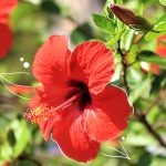 Mother Nature | How To Care For Hibiscus Plants