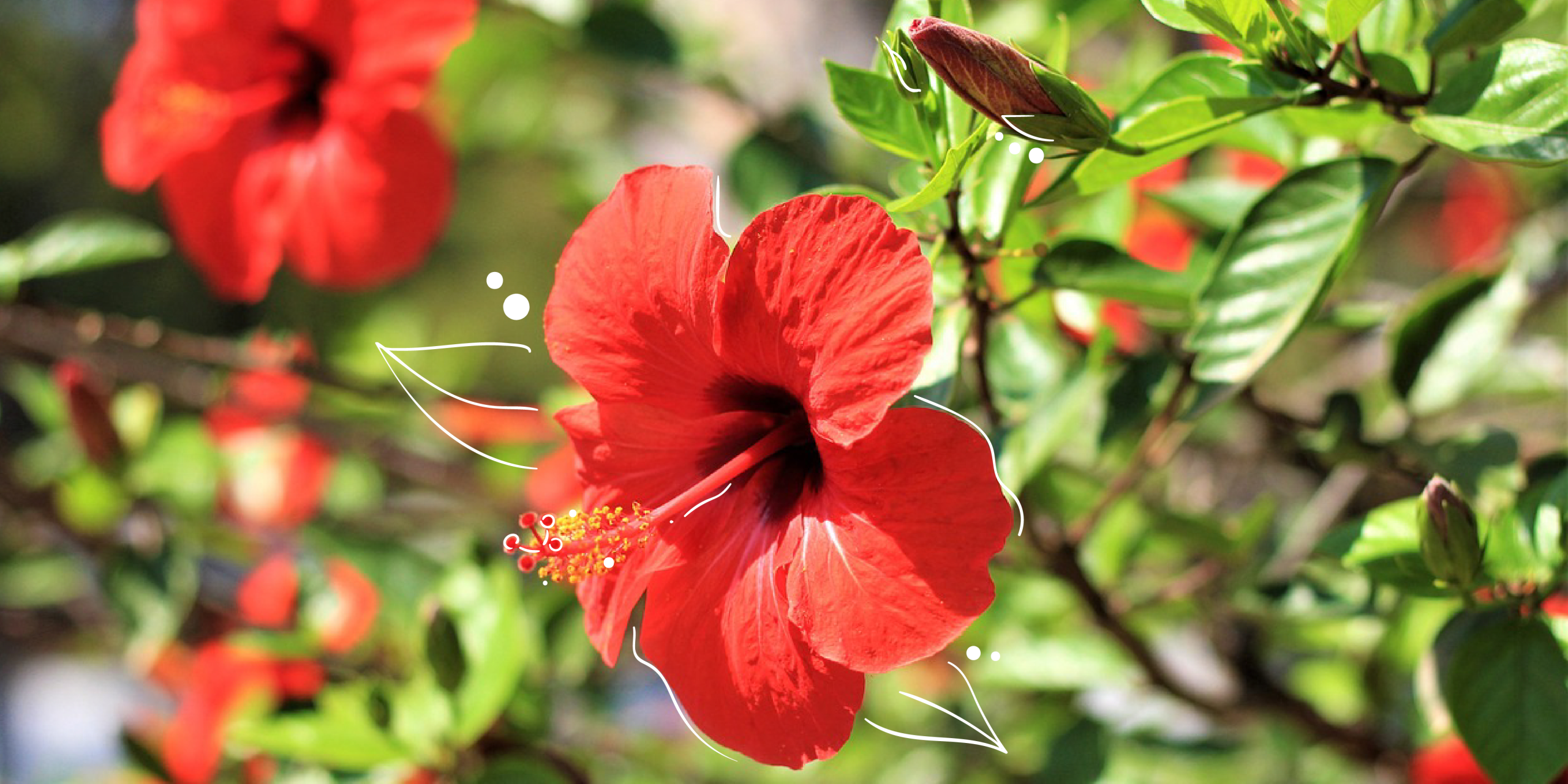 Mother Nature | How To Care For Hibiscus Plants