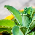 Mother Of Thousands Plant: How To Propagate The Succulent – 2022