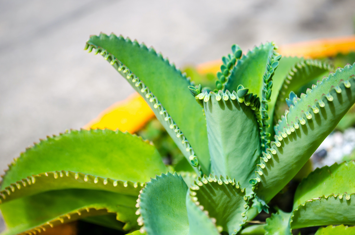 Mother Of Thousands Plant: How To Propagate The Succulent – 2022