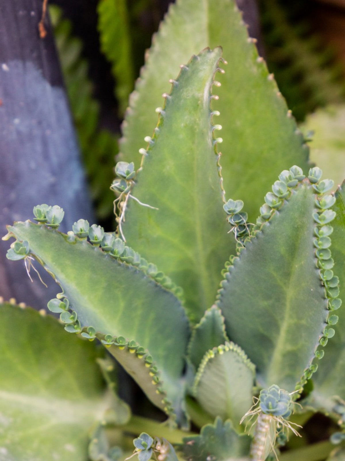 Mother Of Thousands Plant Info - How To Grow Kalanchoe Daigremontiana