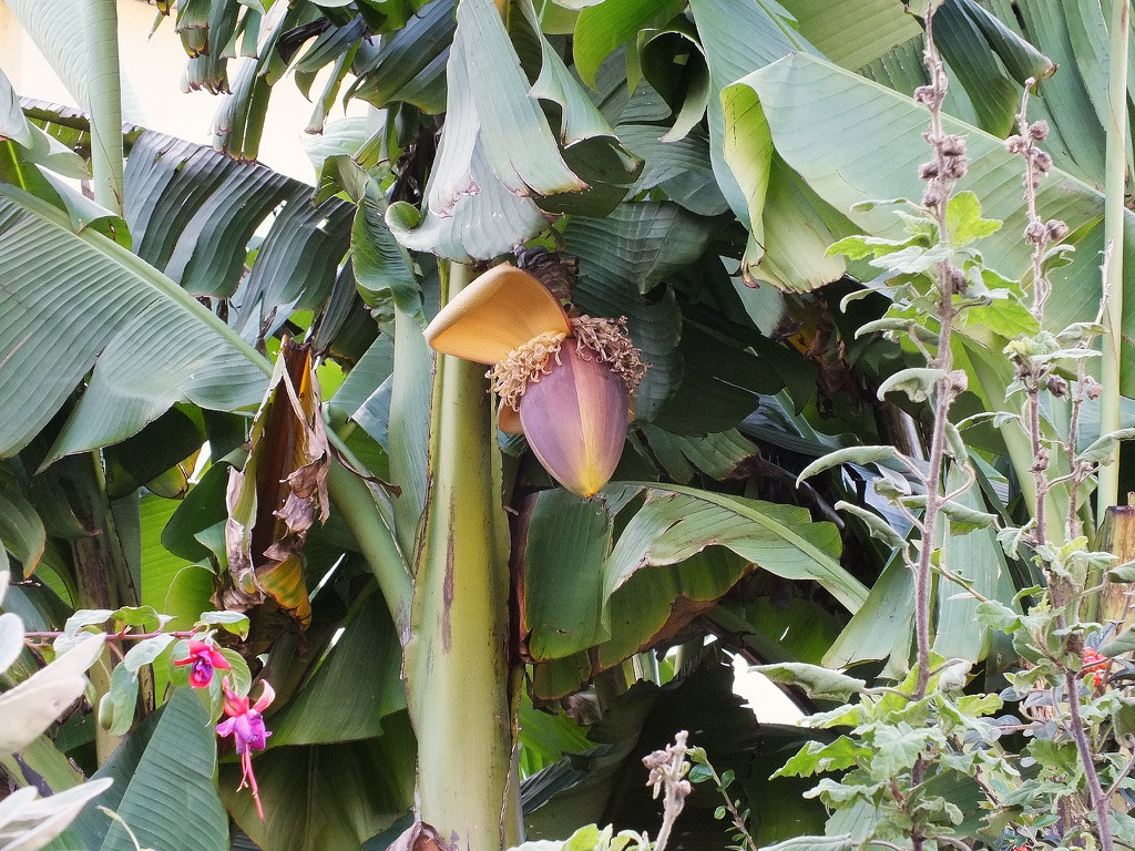 Musa Basjoo (Basjoo Banana Tree, Hardy Banana, Hardy Fiber Banana