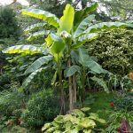 Musa Basjoo – Hardy Japanese Banana Plant | The Palm Centre