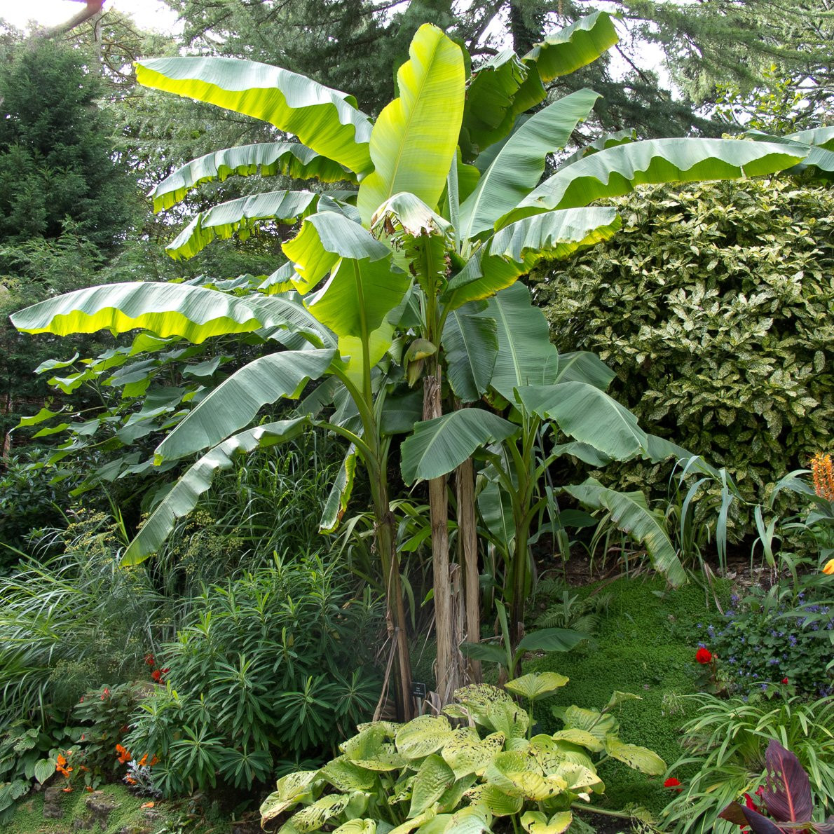 Musa Basjoo - Hardy Japanese Banana Plant | The Palm Centre