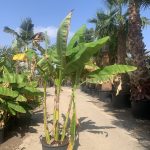 Musa Basjoo | Japanese Banana Plant | Norfolk Olive Co – The
