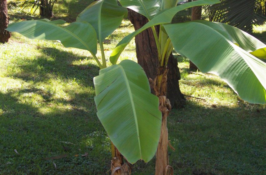  Musa Basjoo Plant