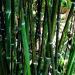 My Bamboo Garden With Black Bamboo / How To Grow A Bamboo Plant