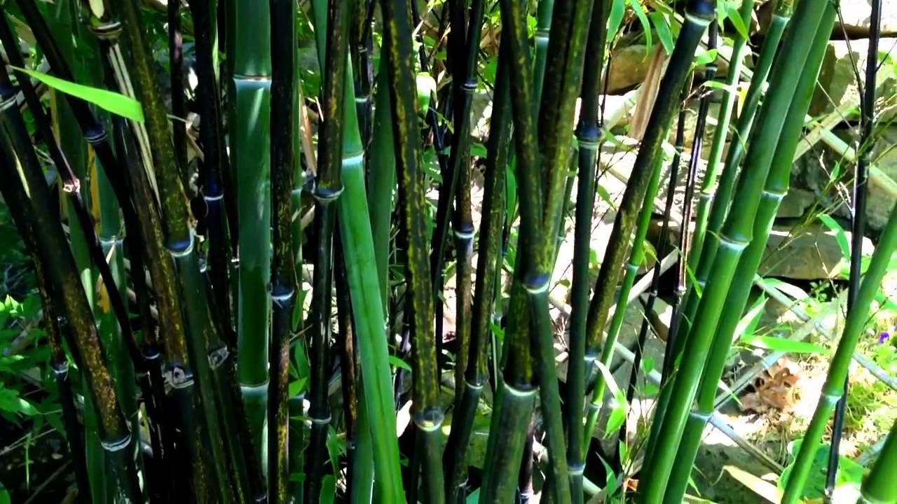 My Bamboo Garden With Black Bamboo / How To Grow A Bamboo Plant