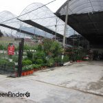 My Green Finder | Plant Vendors: Rose Palace Nursery