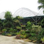 My Green Finder | Plant Vendors: Rumput Mutiara Landscape & Nursery