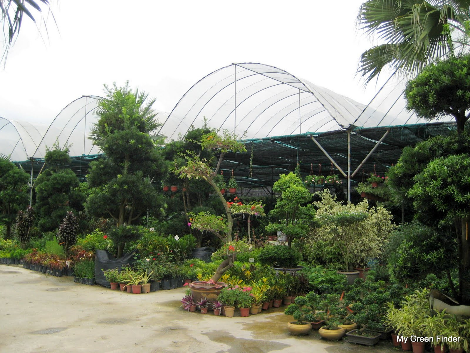 My Green Finder | Plant Vendors: Rumput Mutiara Landscape & Nursery
